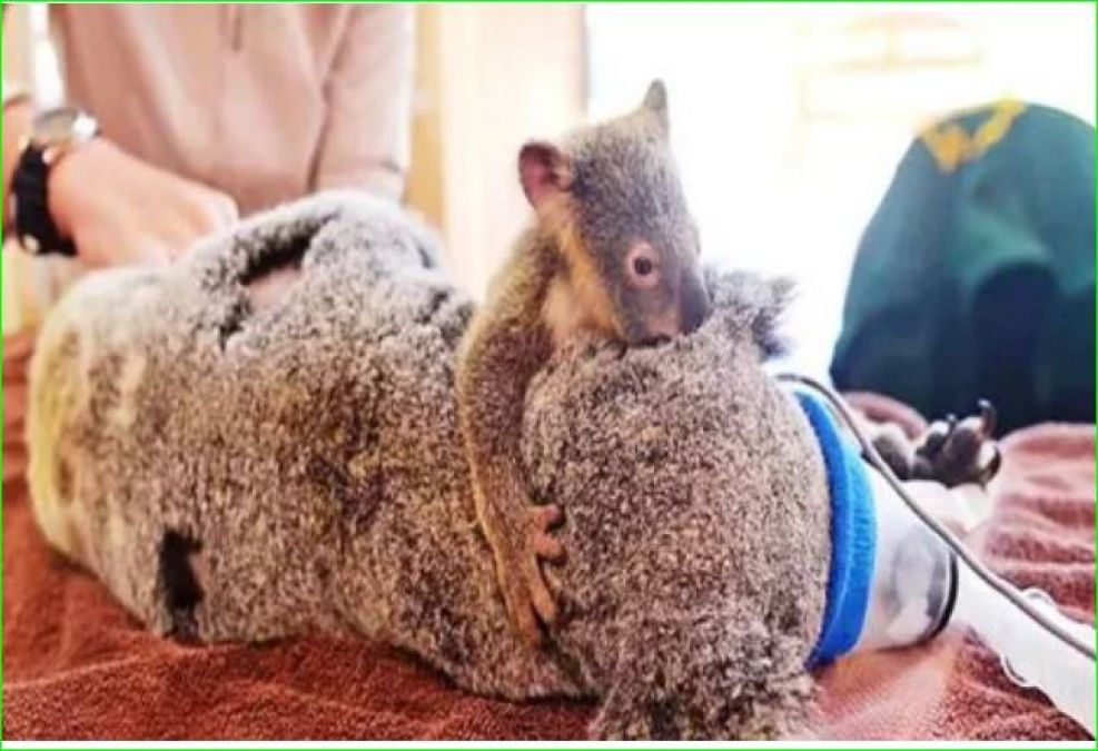 This is being called the cutest picture on the Internet, baby koala hugs mother during surgery