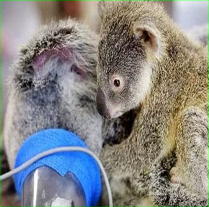 This is being called the cutest picture on the Internet, baby koala hugs mother during surgery
