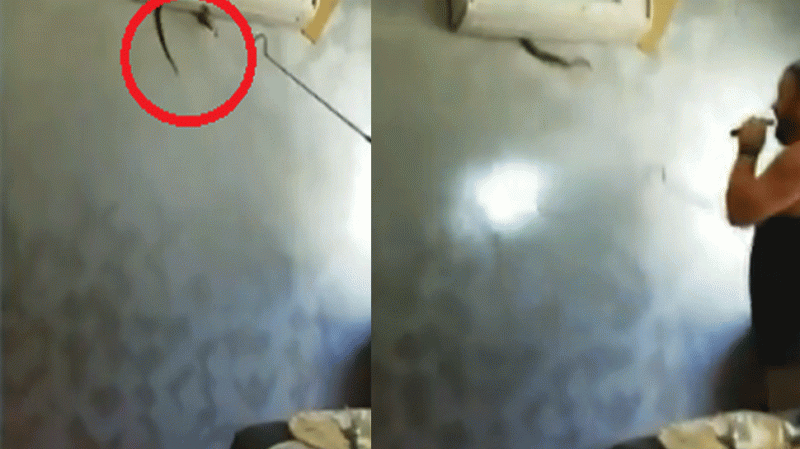 Video : AC में लटकते सांप को देखकर कपल के उड़े होश, छा गया ऐसा माहौल