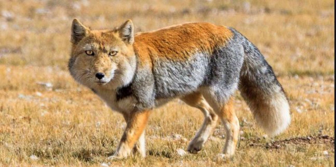 Rare melanistic fox found in Canada jungle