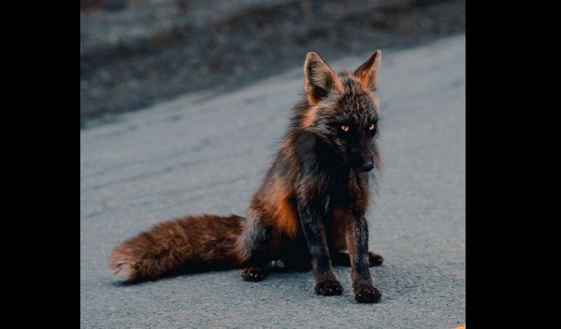 Rare melanistic fox found in Canada jungle