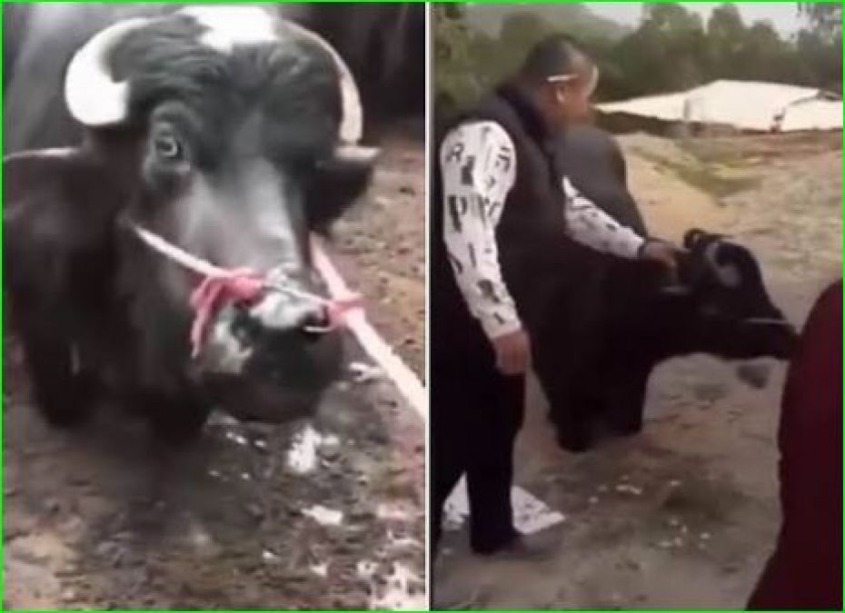 Butcher was forcefully taking buffalo, this video will make you cry
