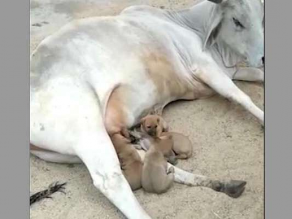 माँ के मर जाने से भूख से तड़प रहे थे कुत्ते के पिल्ले, गाय ने पिलाया अपना दूध
