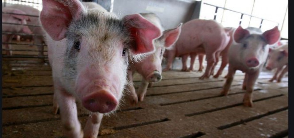 Miracle of Science! pig's heart implanted in human body