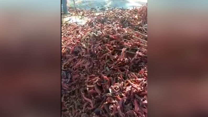Video : लाल मिर्च के ढेर में क्या कर रहे है इतने सारे चूहे