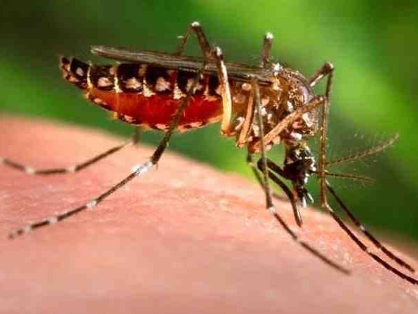 अमेरिकी वैज्ञानिक ने तैयार किया मच्छरों का दुश्मन, ऐसे करेगा काम