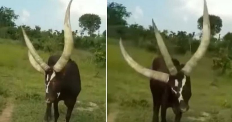 3 horned bull goes viral, people shocked to see video