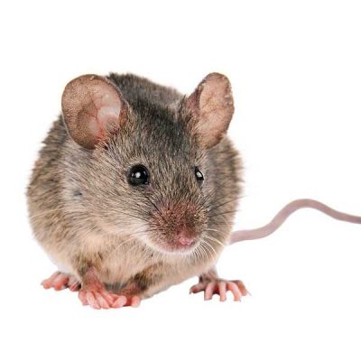 चूहों पर हुई यह रिसर्च मनुष्यों के लिए भी है आवश्यक