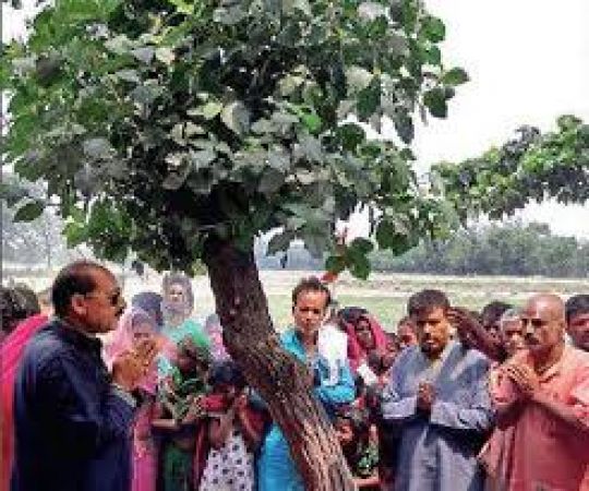 इस पेड़ में हो रहा कुछ ऐसा कि लोग देखकर हैं हैरान, कर रहे पूजा