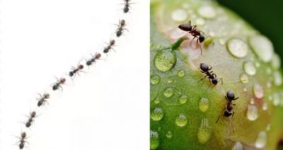 Ants move in a line due to this reason, Know whole truth