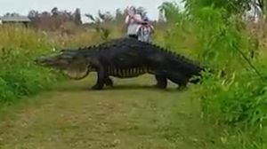 Video : फ्लोरिडा के जंगल में पाया गया डायनासोर, वीडियो हुआ वायरल