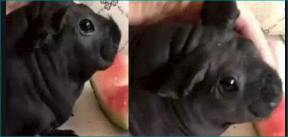 Chinese Man Adopts 'Adorable Dog', It Turns Out To Be A Rat