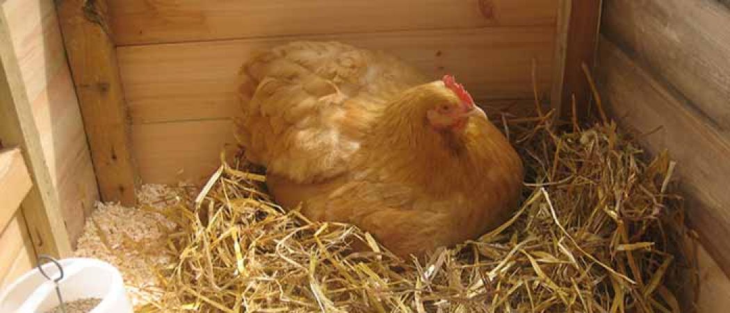 यह अनोखी मुर्गी एक दिन में देती है 36 अंडे, जानकर हैरान रह जायेंगे आप