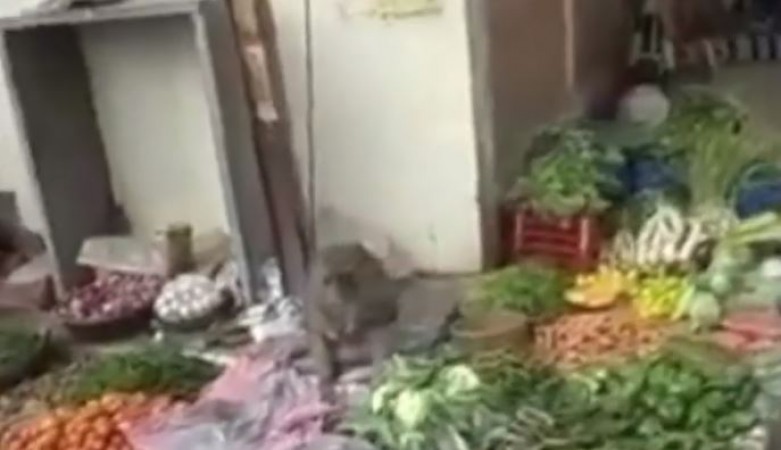 सब्जी बेचने वाले बंदर का वीडियो वायरल