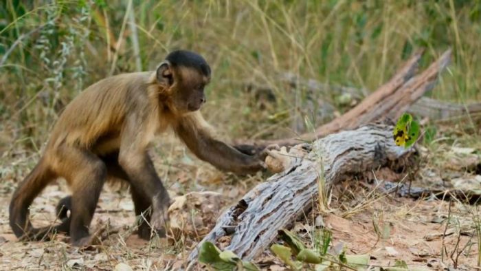 Video : Orangutan प्रजाति के बंदर सीख गए हैं खुद लकड़ी काटना