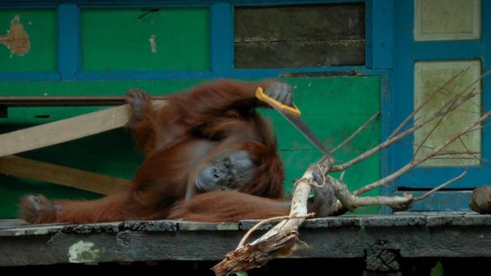 Video : Orangutan प्रजाति के बंदर सीख गए हैं खुद लकड़ी काटना