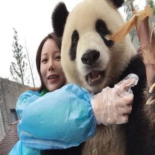 ये है चीन का अनोखा पांडा, जिसे हैं सेल्फीज़ लेने का शौक