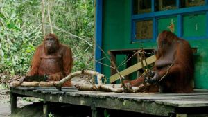 Video : Orangutan प्रजाति के बंदर सीख गए हैं खुद लकड़ी काटना