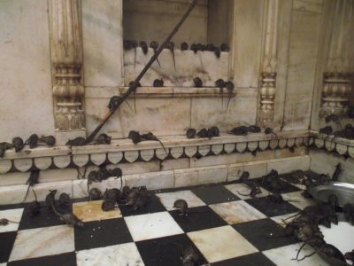 25000 चूहों का जूठा प्रसाद दिया जाता है इस मंदिर में, ये है कारण