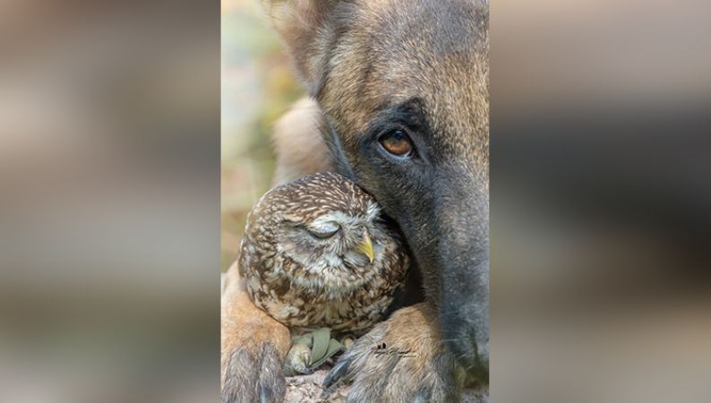 Photos : Owl और Dog की खास दोस्ती को कुछ इस तरह पेश किया फोटोग्राफर ने