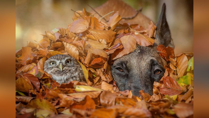 Photos : Owl और Dog की खास दोस्ती को कुछ इस तरह पेश किया फोटोग्राफर ने