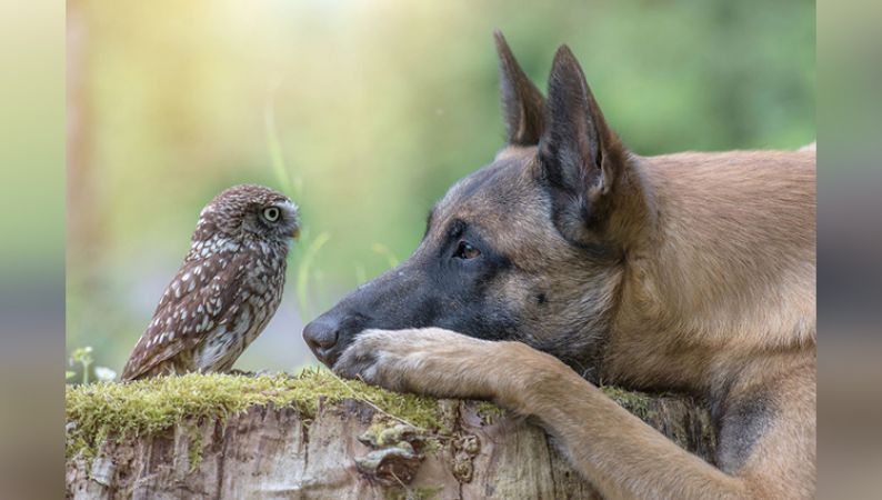 Photos : Owl और Dog की खास दोस्ती को कुछ इस तरह पेश किया फोटोग्राफर ने