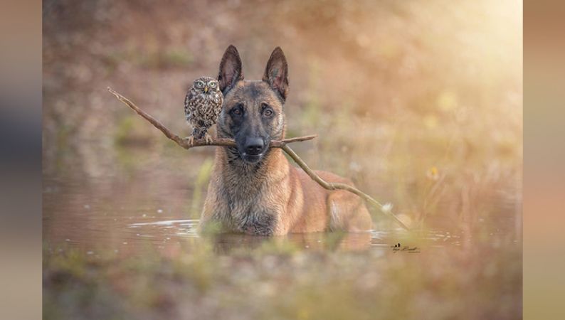 Photos : Owl और Dog की खास दोस्ती को कुछ इस तरह पेश किया फोटोग्राफर ने