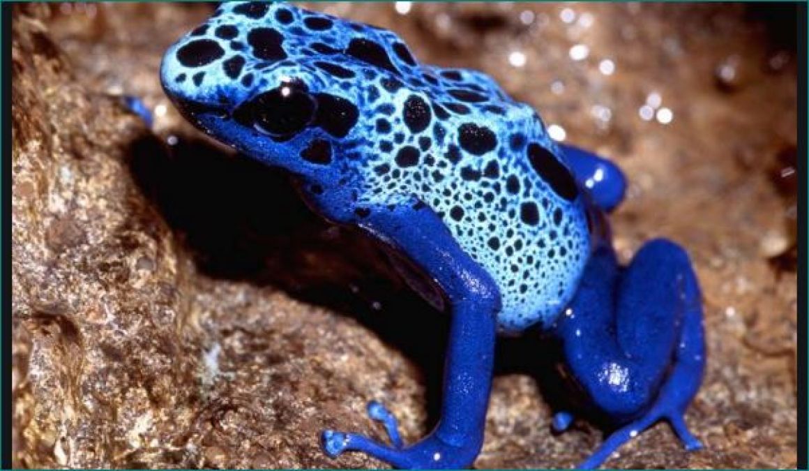 Most Poisonous Frog: Poison Dart Frog sold in lakhs know why