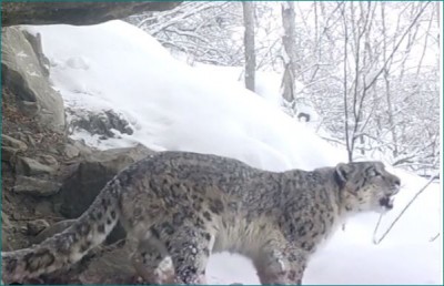 Watch viral video of Snow Leopard