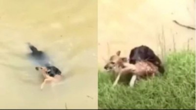 Dog saves baby deer's life, this video will make you cry