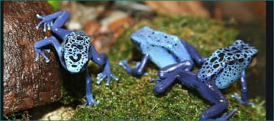 Most Poisonous Frog: Poison Dart Frog sold in lakhs know why