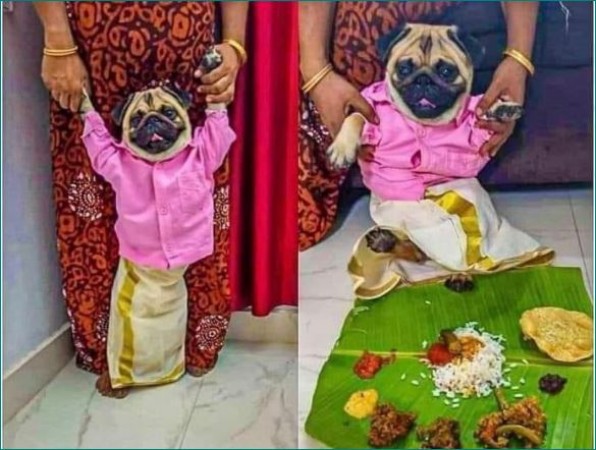 Owner dresses pug dog as groom, post goes viral