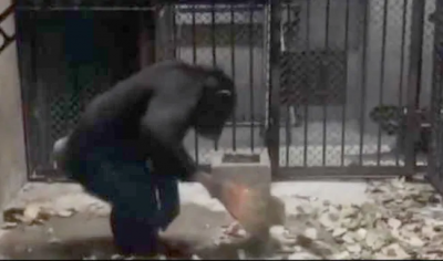 Video : चिम्पांजी ने लगाईं अपने कमरे की झाड़ू, खुद धोए सारे कपड़ें