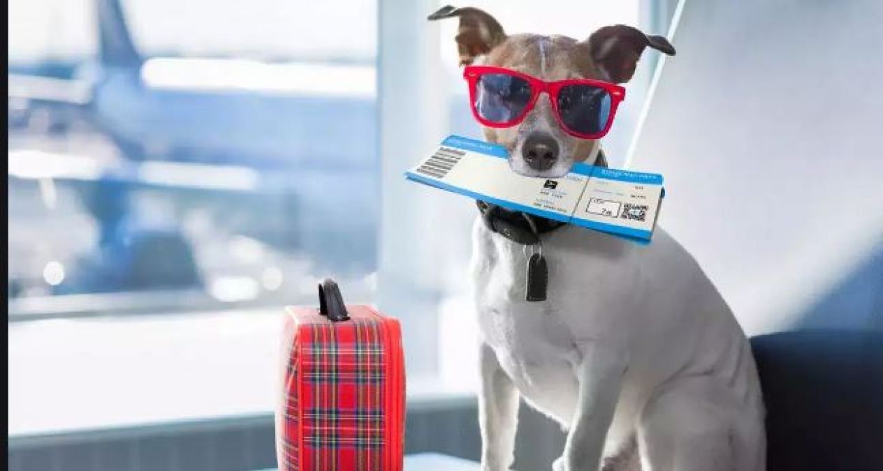 A cabin in Air India business class booked for pet dog