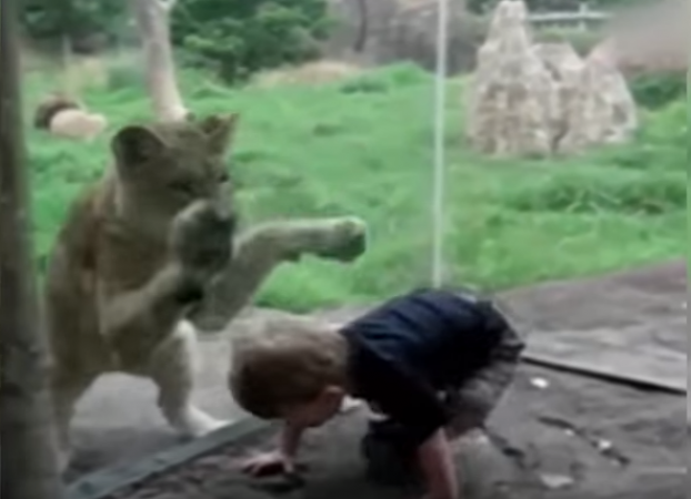 Funny Video : बच्चे को मारने की कोशिश में लगा है ये शेर