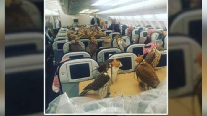 सऊदी अरब के राजकुमार ने अपने 80 बाजों के लिए बुक करवाई एयरोप्लेन की सीटें