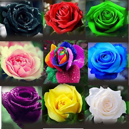Express your love with these roses on Rose Day