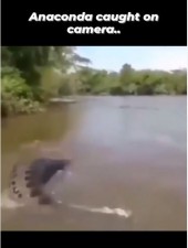 Man caught anaconda in water, watches video