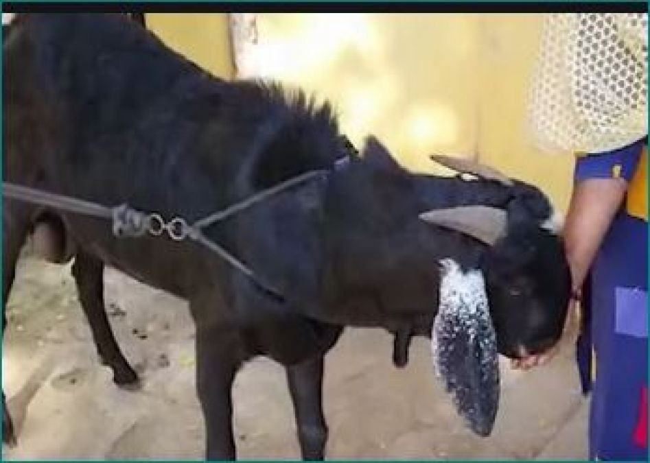 This goat is being sold for Rs 20-25 lakh, know the secret behind it!