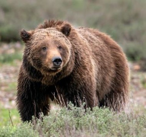 Bear attacked father-son in forest, sentenced to death