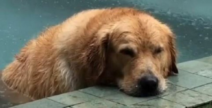 Security man saves dog from getting wet in rain