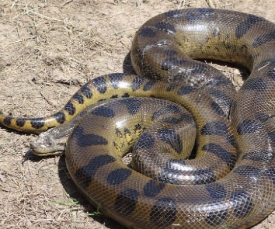 Man trying to catch giant anaconda, video going viral
