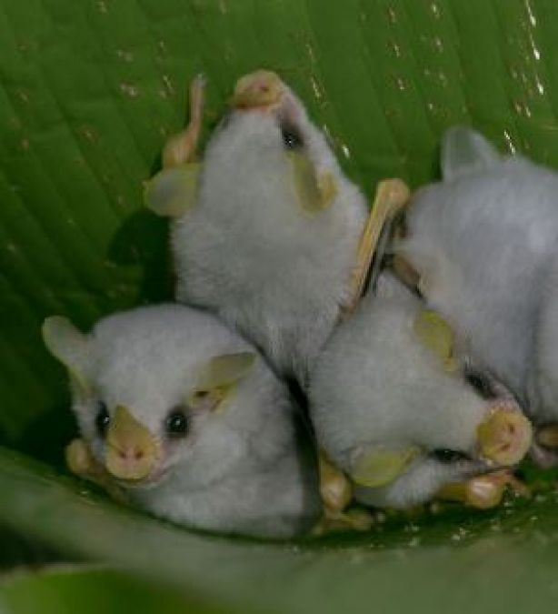 Video: Know interesting facts about white bats which look like cotton balls