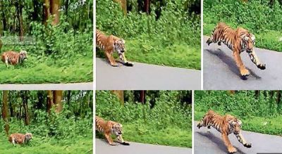 बाइकर सवारों के पीछे पड़ा बाघ, देखें डरावना वीडियो