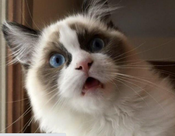 Cat gave dramatic reaction after licking ice-cream