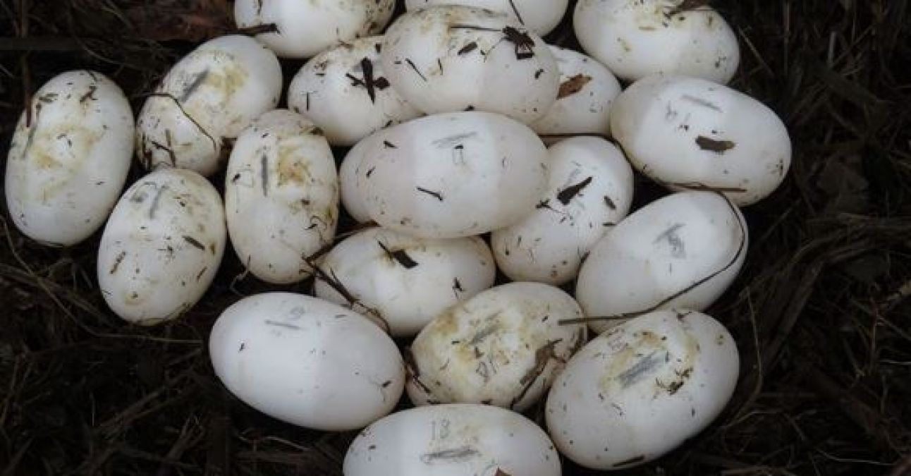 एक घर में मिले मगरमच्छ के दर्जन भर अंडे, 5 से निकले बच्चे