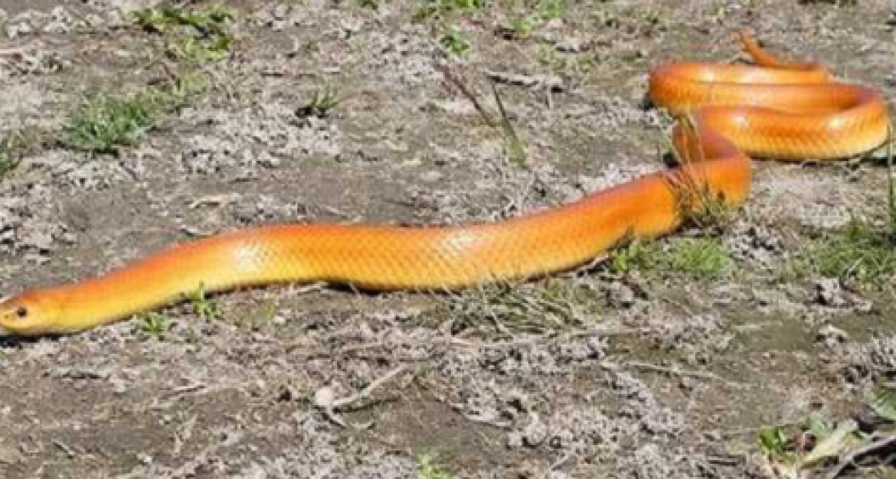 Rare snake species 'Red Coral Kukri' found in Uttarkhand