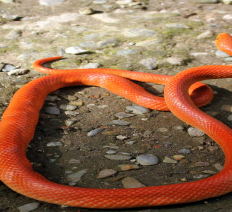 Rare snake species 'Red Coral Kukri' found in Uttarkhand