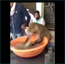 चाय की दुकान पर बर्तन धोते नजर आया बंदर, वीडियो वायरल