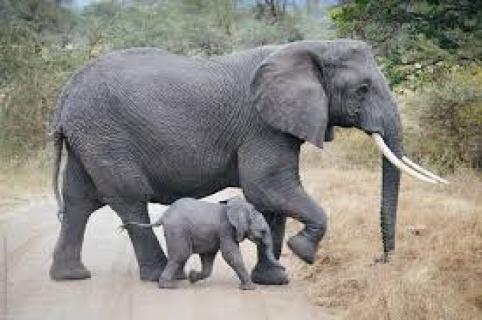 जब मां के साथ मासूम हाथी के बच्चे ने पार की सड़क की ये मुश्किल, लोगों को आया ऐसा रिएक्शन